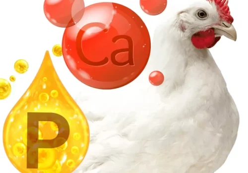 CABEZAL-1400x1200-1-780x470