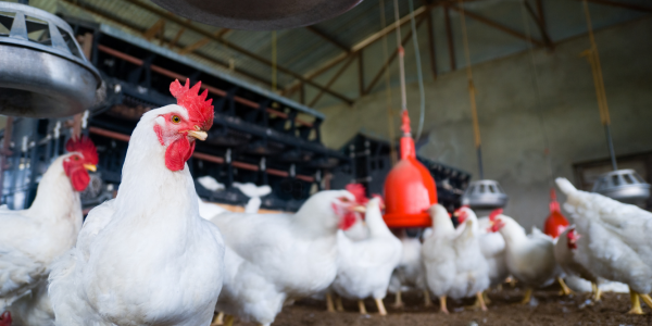 Untitled (720 x 720 px) (8)